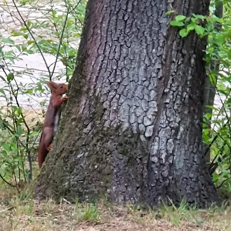 Familiehuis De Eekhoorn - 16p Otterlo