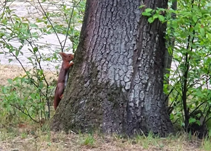Familiehuis De Eekhoorn - 16p Otterlo